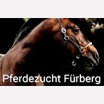 Pferdezucht Fürberg, 5063 Wölflinswil
