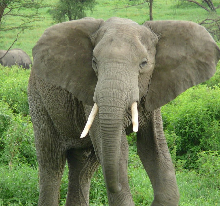 Afrikanischer Elefant