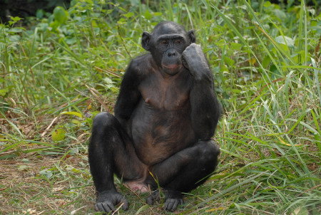 Bonobo
