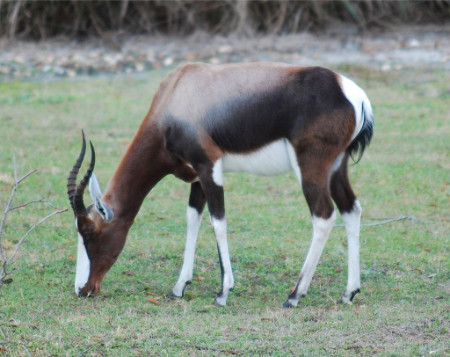Buntbock