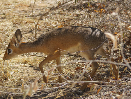 Kirkdikdik