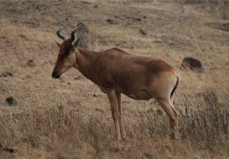 Kuhantilope