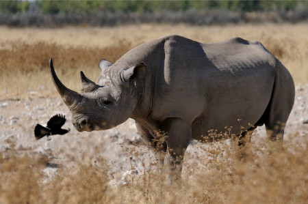 Spitzmaulnashorn