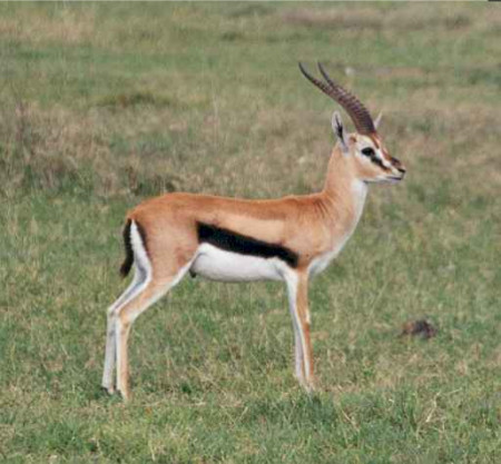 Thomson Gazelle