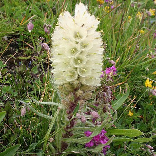 Straussblütige Glockenblume
