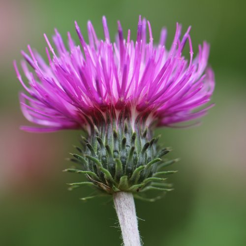 Berg-Distel