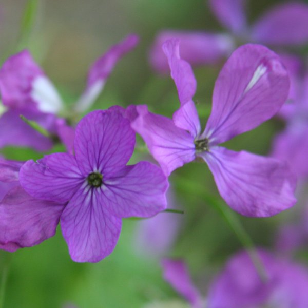 Garten-Mondviole