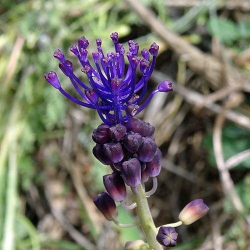 Schopfige Traubenhyazinthe