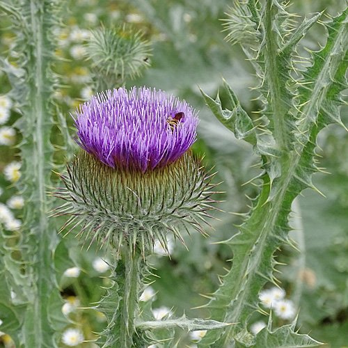 Eselsdistel