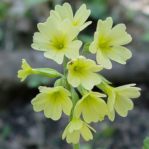 Wald-Schlüsselblume
