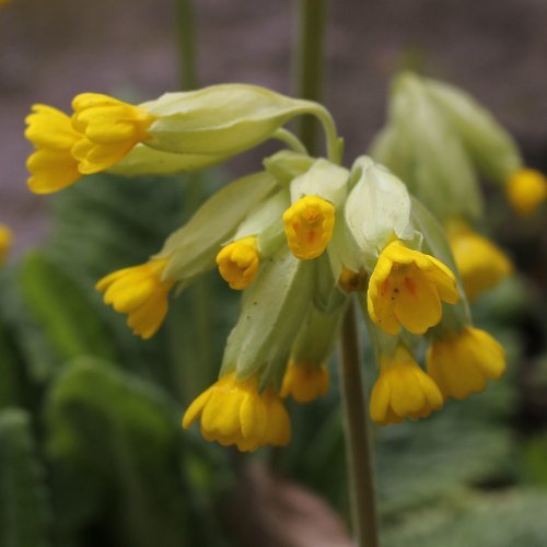 Graufilzige Frühlings-Schlüsselblume