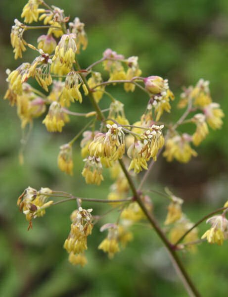 Kleine Wiesenraute