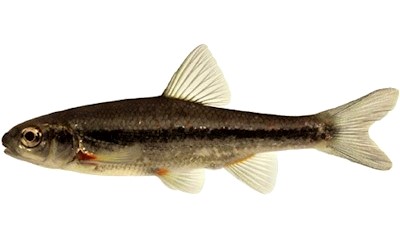 Strömer
