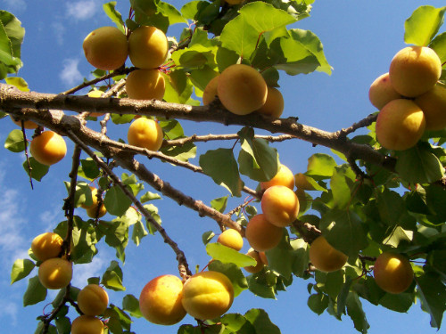 Aprikose