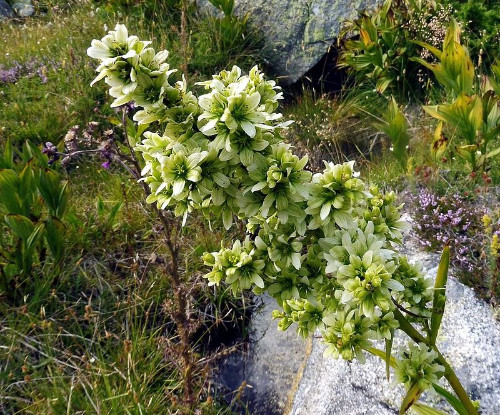 Weisser Germer