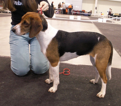 Estnischer Laufhund