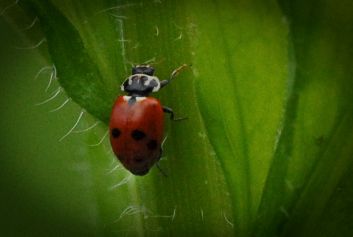 Variable Flach-Marienkäfer