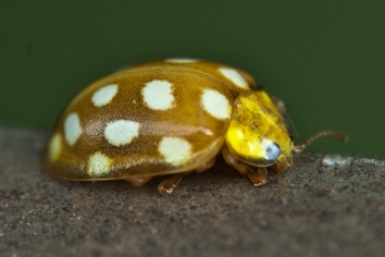 Sechzehnfleckiger Marienkäfer