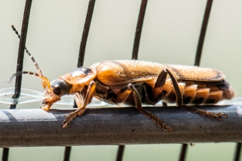 Cantharis terminata
