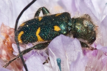 Trichodes flavocinctus