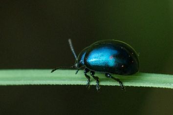 Minzenblattkäfer