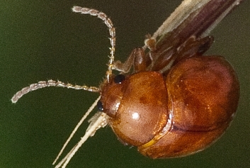 Sphaeroderma testaceum