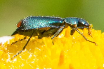 Zweifleckiger Warzenkäfer