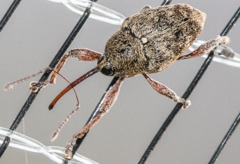 Curculio sp.