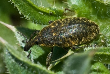 Larinus planus