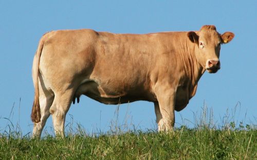 Blonde d'Aquitaine
