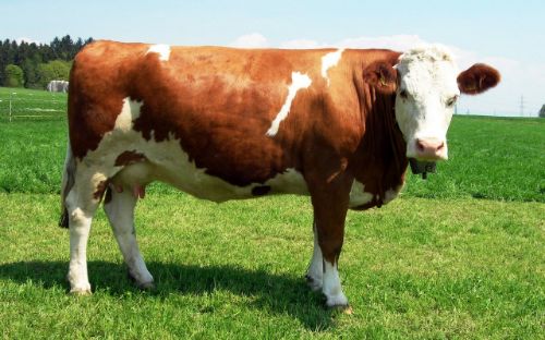 Simmental