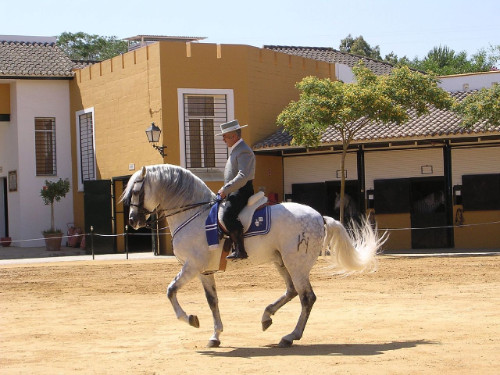 Mlp Java Artikel: American Standardbred Pferde - Wissen Archiv Tiger.ch