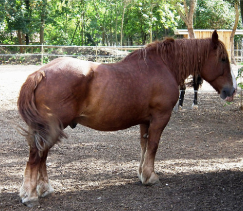 Pfalz Ardenner