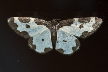 Saumspanner Vogelschmisssspanner