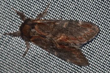 Erlen-Zahnspinner Dromedar-Zahnspinner