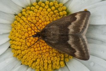 Pyrausta aerialis