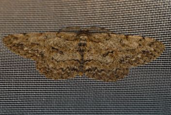 Aschgrauer Rindenspanner