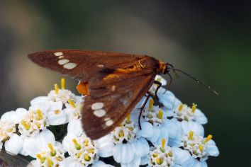 Grosses Braunwidderchen Kammerjungfer