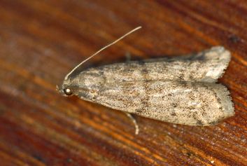 Ephestia parasitella