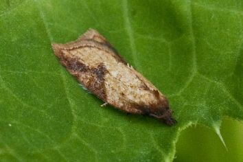 Acleris aspersana