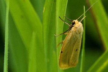 Elfenbein-Flechtenbärchen