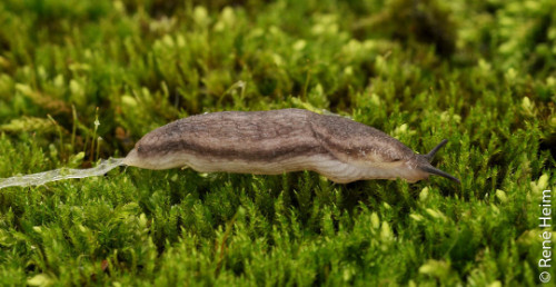 Wald Wegschnecke