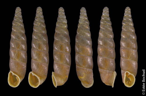 Kleine Schliessmundschnecke