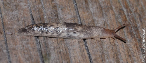 Genetzte Ackerschnecke