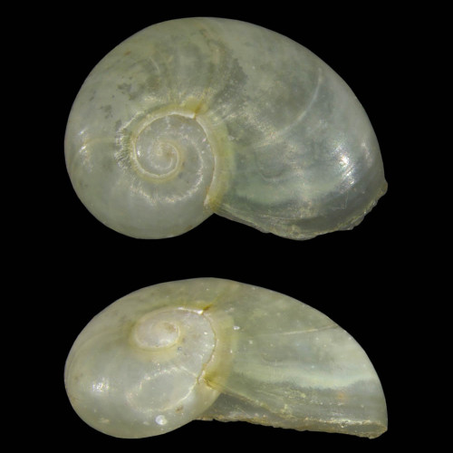 Alm Glasschnecke