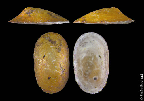 Flache Mützenschnecke
