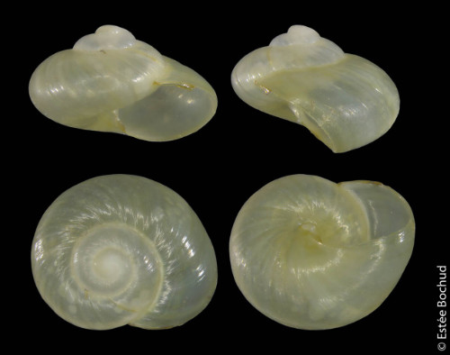 Alpen Glasschnecke
