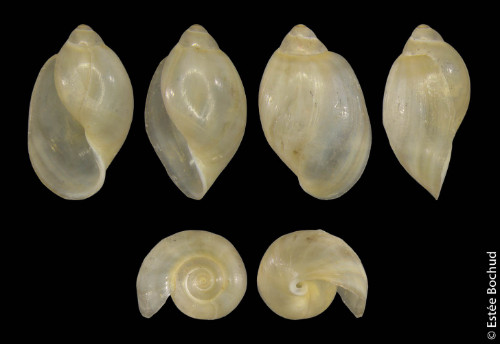 Quell Blasenschnecke
