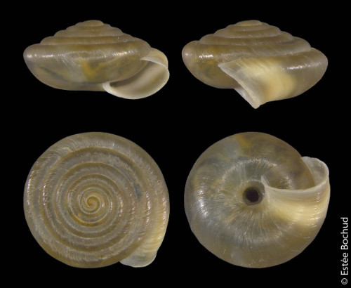 Nidwaldner Haarschnecke