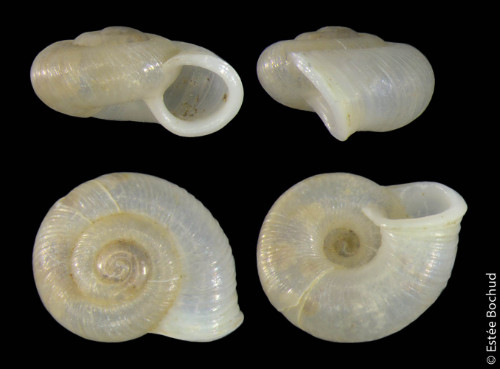 Feingerippte Grasschnecke